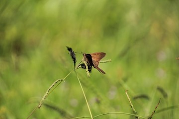 Skipper Butterfly