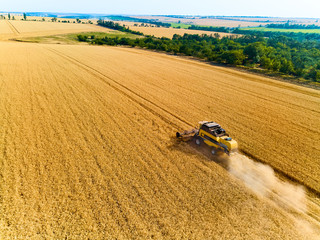 Aerial drone view: combine harvesters working in wheat field on sunset. Harvesting machine driver cutting crop in farmland. Organic farming. Agriculture theme, harvesting season. Quadcopter photo.
