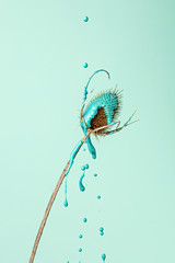 Beautiful burdock dry flower with dripping blue paint. Autumn surreal background design. Minimal...