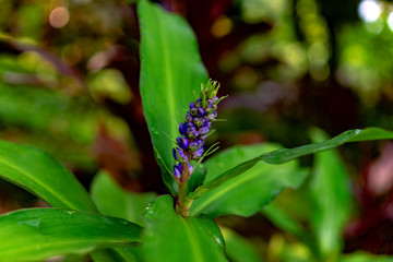 blue violet flower