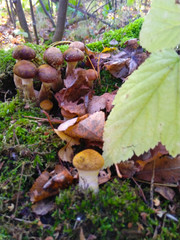 mushrooms in the forest