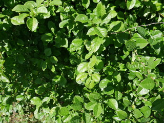  And grape leaves. On a Sunny summer day.