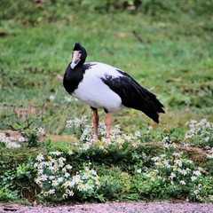 A view of a Magpie Goose