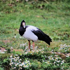 A view of a Magpie Goose