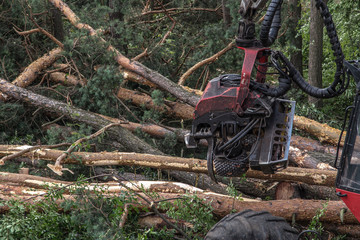 Fototapeta na wymiar forestry harvester during a job among trees