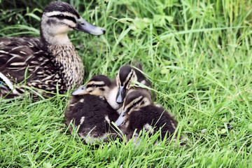 A view of a Mallard Duck