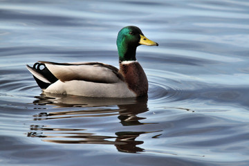 A view of a Duck on the water