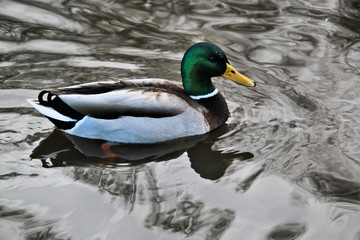 A Male Mallard Duck on the water