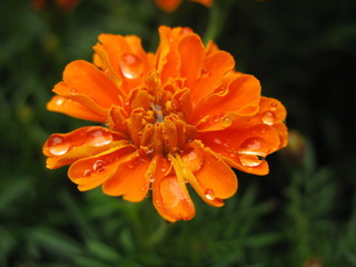 French marigold (Tagetes patula) - orange flower after the rain with raindrops on petals, Gdansk, Poland