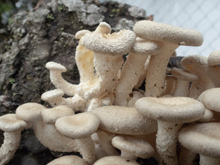 切り株に生えている白いきのこ