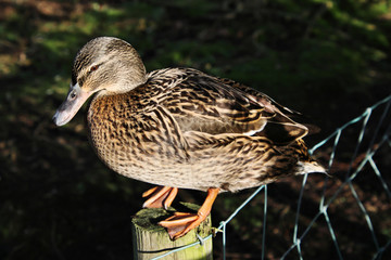 A view of a Mallard Duck