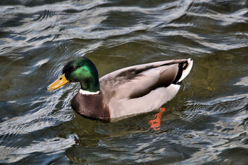A view of a Mallard Duck