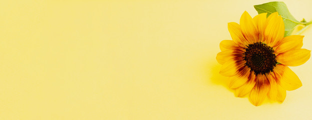 Small bright sunflower on a yellow background. Photo banner. Place for your text. View from above.
