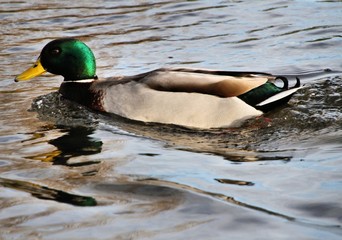 duck on the lake