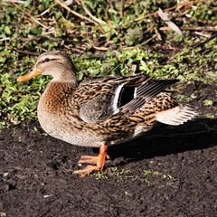 A view of a Mallard Duck