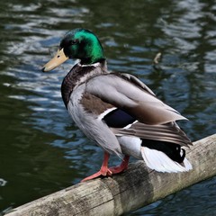 A view of a Mallard Duck