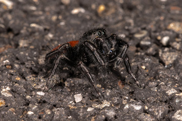 Male Red-backed Jumping Spider (Phidippus johnsoni)