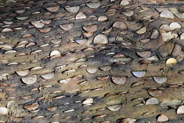 Coins embedded in the money tree at the Lost Gardens of Heligan in Cornwall