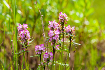 Inflorescence, IVAN- tea (Chamerion angustifolium)