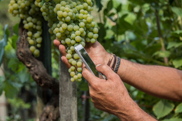 man using mobile phone in vineyard close up view