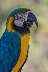 Portrait of a blue-and-yellow macaw (Ara ararauna) sitting on a branch and looking at the side. This parrots inhabits forest, woodland and savannah of tropical South America.