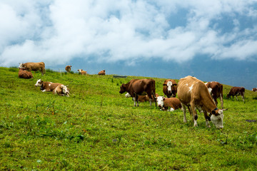 A herd of dairy cows in a meadow just above the village of Wengen, Switzerland.