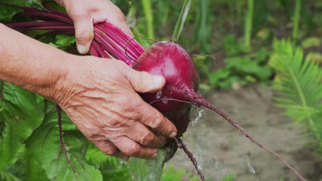 Elderly woman farmer hands washing beets in the garden, close-up. Harvesting beets