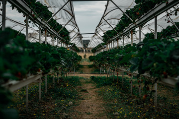 Organic strawberry farm, strawberry picking. Irrigation system.