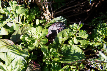 Coloristic composition of leaves and herbs.