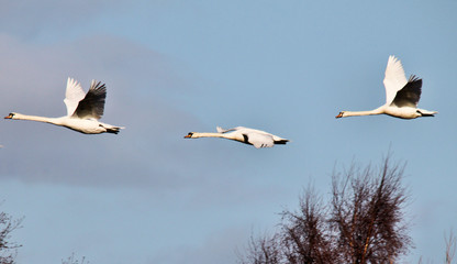 A view of a Mute Swan