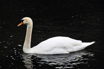 A view of a Mute Swan