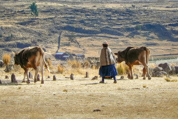 Peruvian farming woman walking with cows, rural countryside, Peru, South America