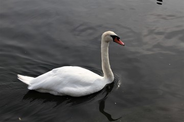 A view of a Mute Swan