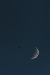 Obraz na płótnie Canvas Flying bird and bright moon in the sky. Half moon 