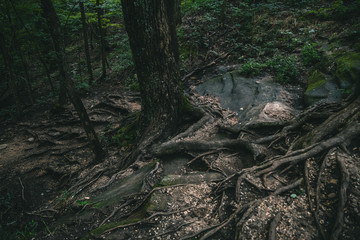 Dark forest in Kentucky