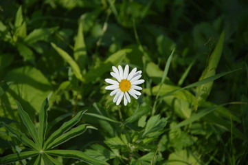 One white chamomile among green grass