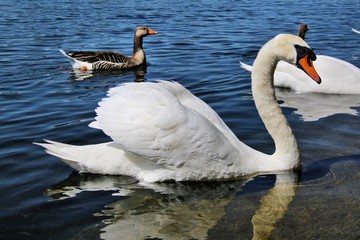 A view of a Mute Swan