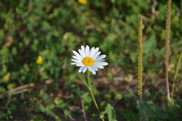 One white chamomile among green grass