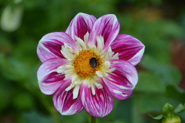 Fototapeta premium Butchart Gardens/ Vancouver Island/ Canada