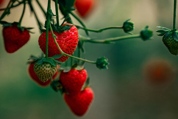 Organic strawberry farm, strawberry picking. Ripe strawberry in garden. Close-up strawberry.