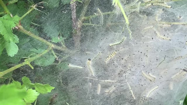 Fall webworm moth larvea nest