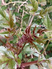 Insect on plant