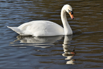 A view of a Mute Swan on the water