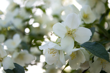 Naklejka na ściany i meble Jasmine flowers in the rays of sunlight, delicate white flower close-up