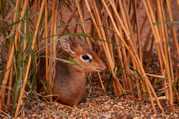 zoo antylopa dikdik © Robert Borek