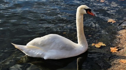 A view of a Mute Swan