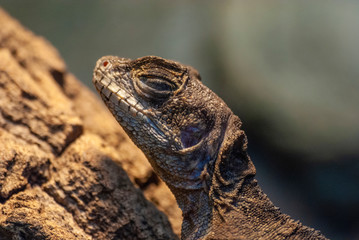 zoo portret śpiącej jaszczurki © Robert Borek