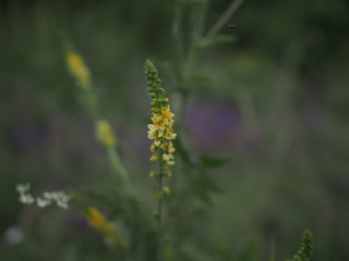 Field with yellow flowers shot with shallow depth of field with the aid of a monocle.
