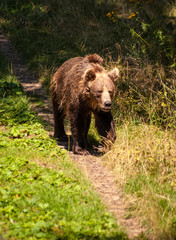 Fototapeta na wymiar zoo niedźwiedź brunatny spacerujący po wybiegu