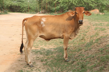 Obraz na płótnie Canvas Cow in the field